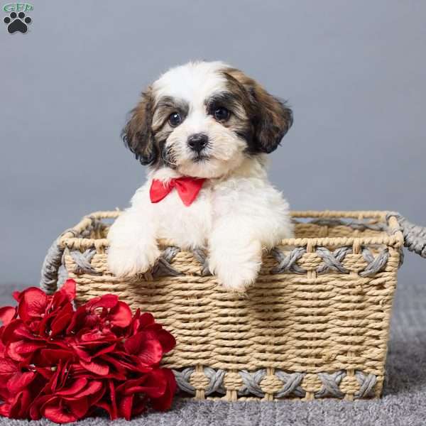 Leo, Teddy Bear Puppy